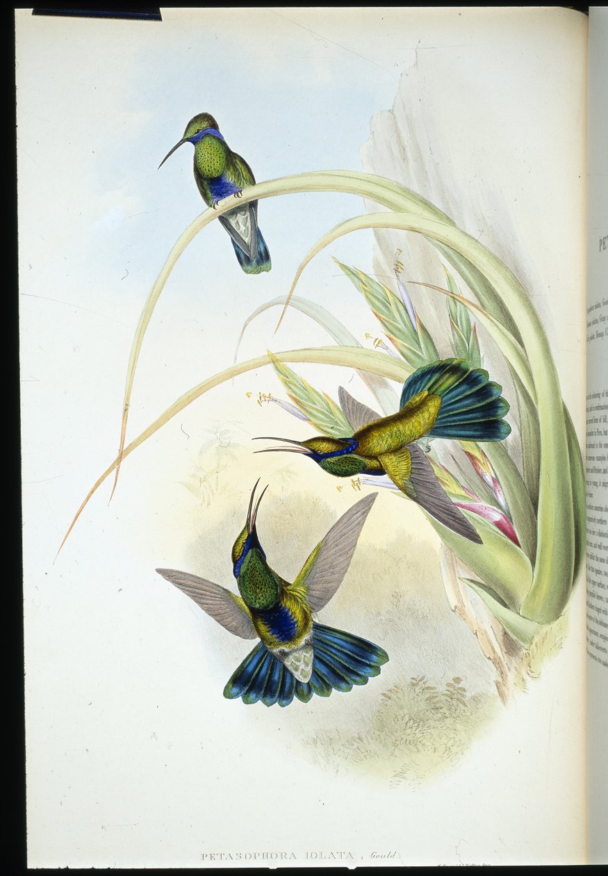 Bolivian violetti korva (Petasophora Iolata) (käsinvärinen lito) tekijältä John (after) Gould