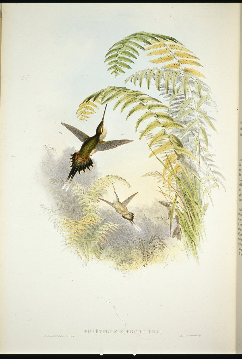 Bourcierin erakko (Phaethornis Bourcieri) (käsin värjätty litografia) tekijältä John (after) Gould
