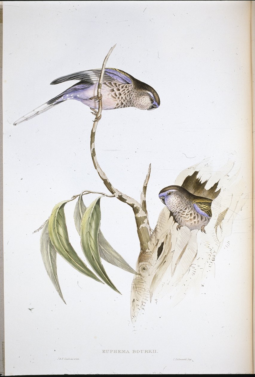 Bourken ruohopapukaija (Euphema Bourkii ) (käsin värjätty litografia) tekijältä John (after) Gould