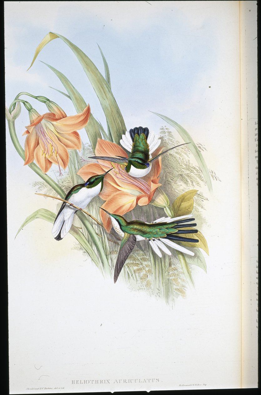Brasilialainen keiju (Heliothrix Auriculatus) (käsinvärinen lito) tekijältä John (after) Gould