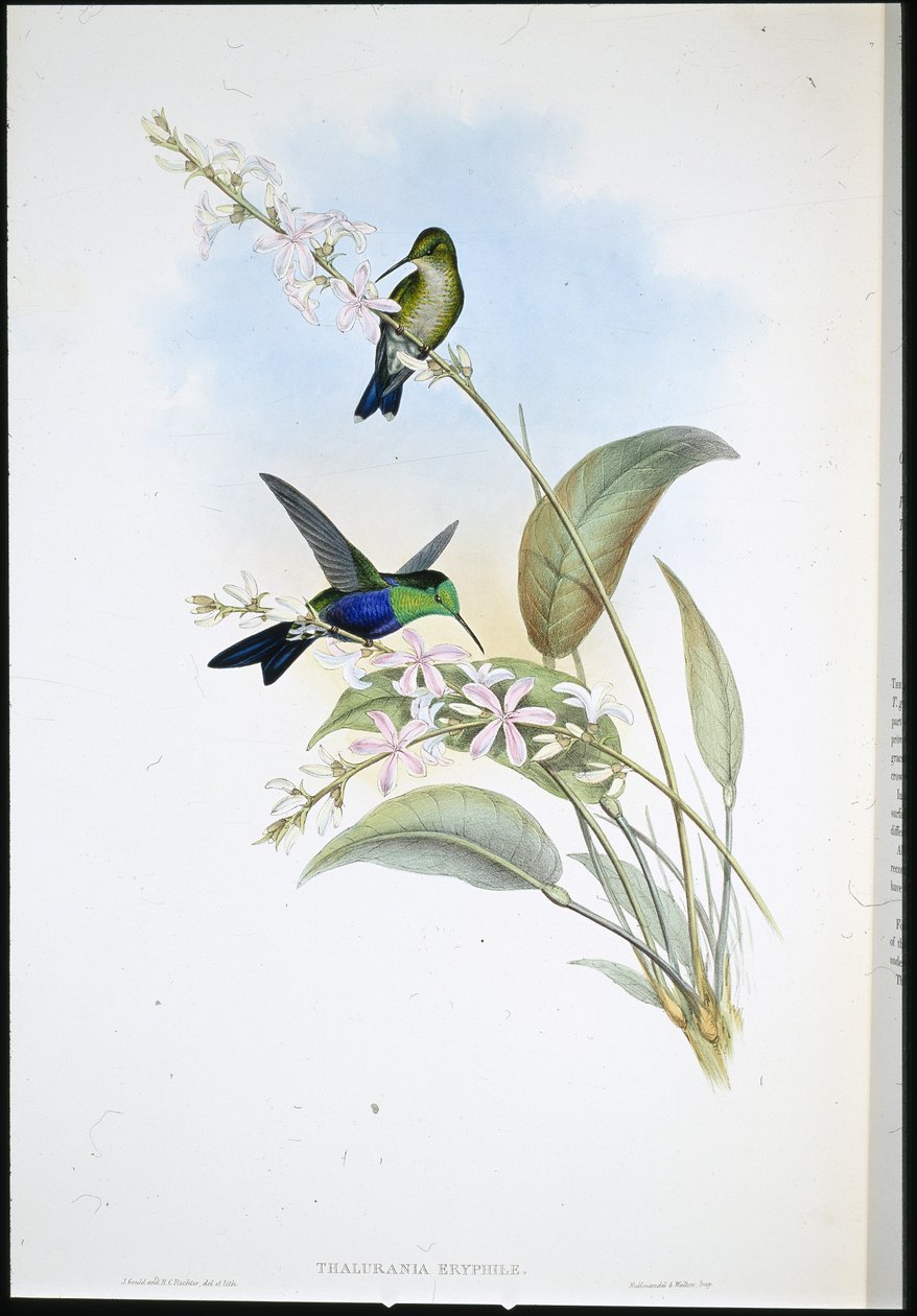 Brasilian panopliitit (Thalurania Eryphile) (käsinvärinen lito) tekijältä John (after) Gould