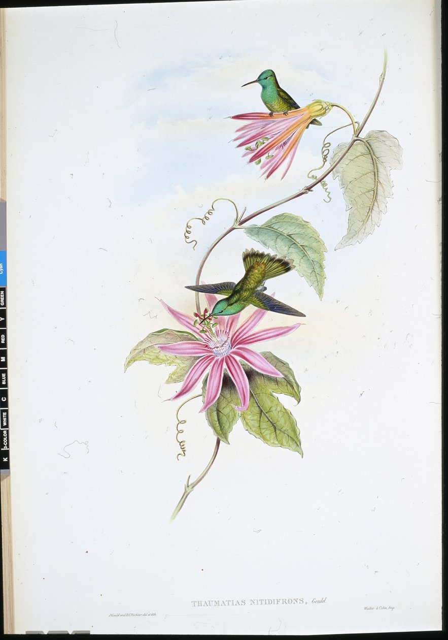 Brilliant-fronted Emerald (Thaumatias Nitidifrons) (käsinvärinen lito) tekijältä John (after) Gould