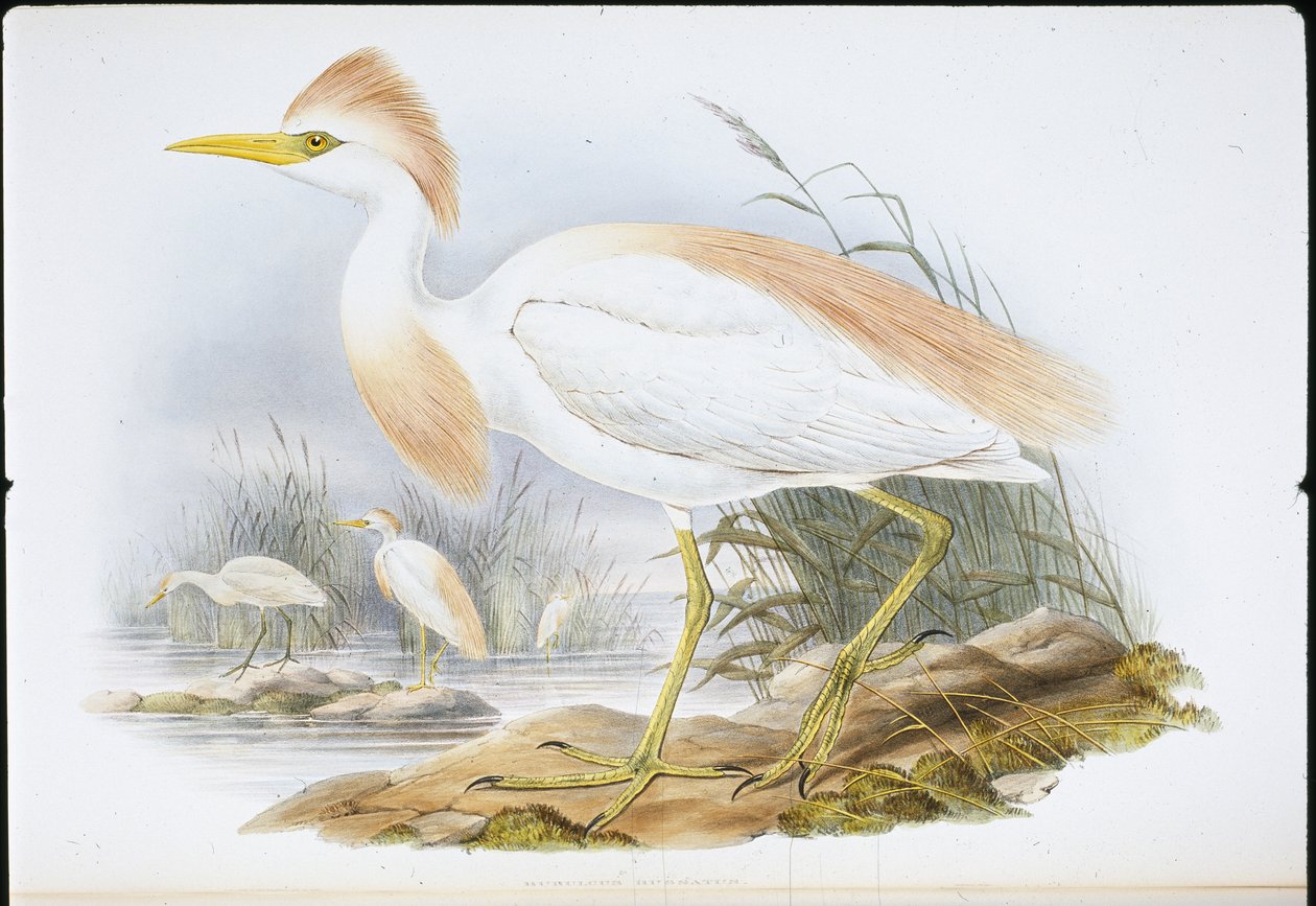 Buff-backed Heron (Bubulcus Rassatus) (käsinvärinen litho) tekijältä John (after) Gould