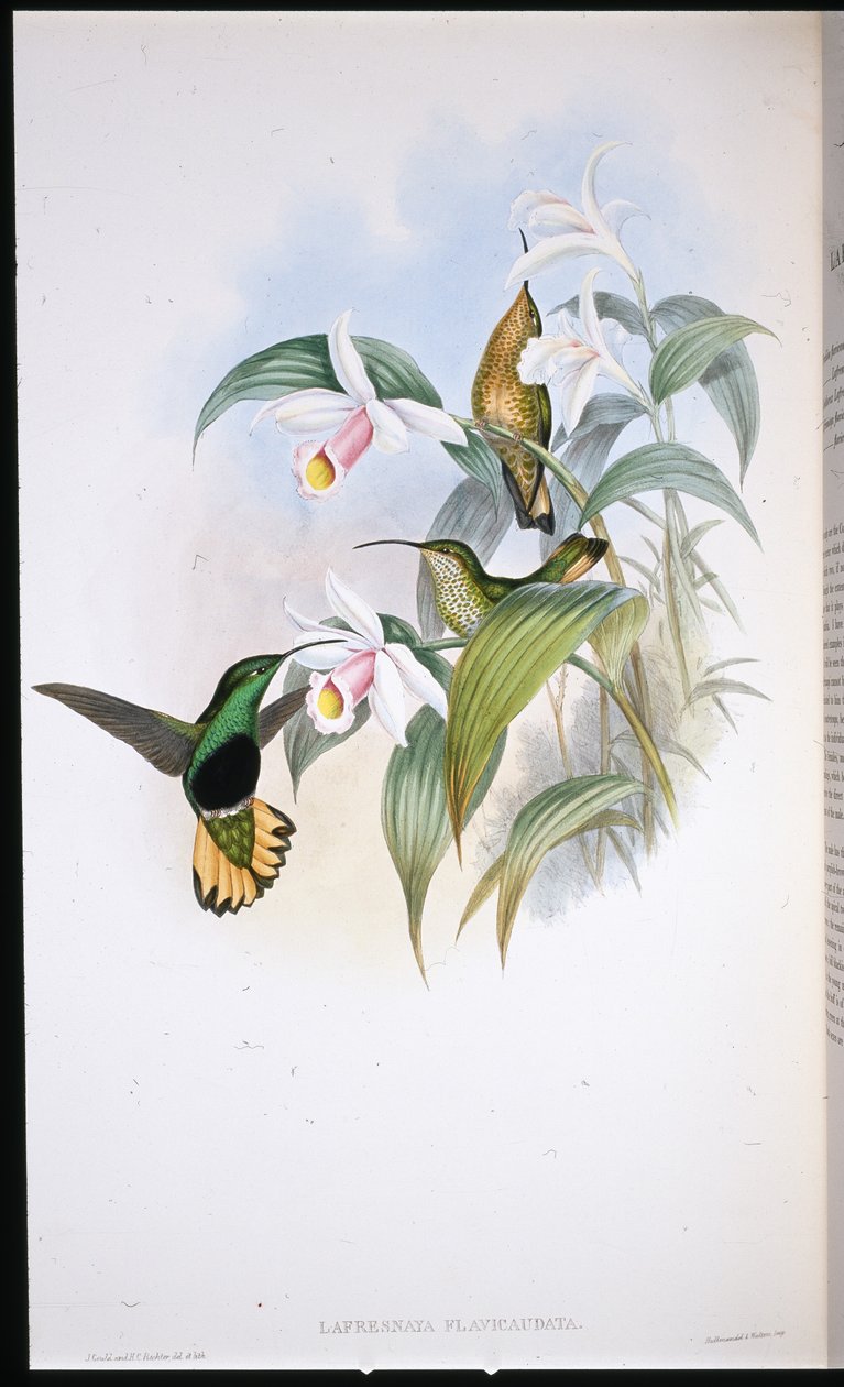 Buff-tailed Velvet-rinta (Lafresnaya Flavicaudata) (käsinvärinen litho) tekijältä John (after) Gould