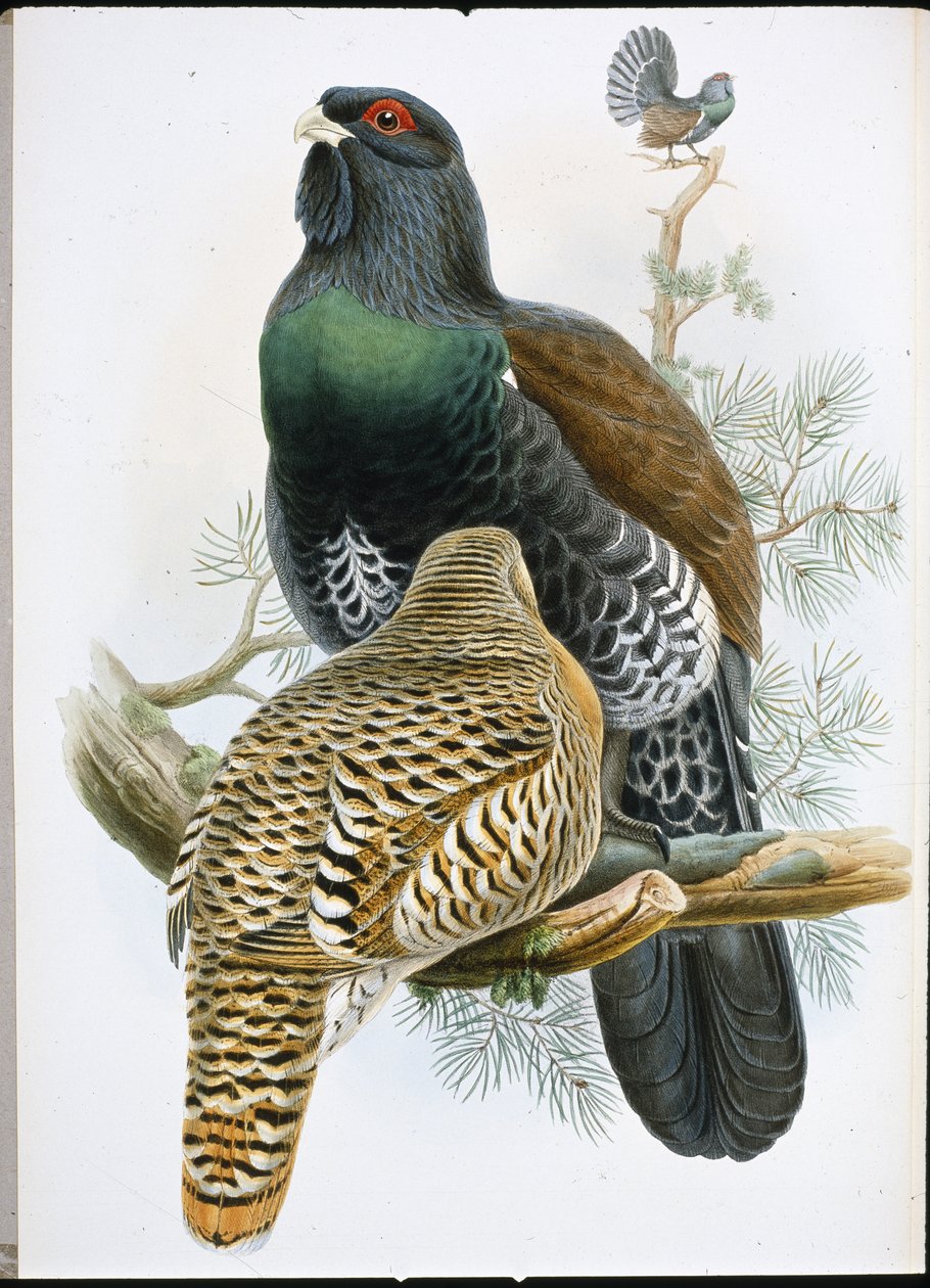Metso (Tetrao Urogallus) (käsinvärinen lito) tekijältä John (after) Gould