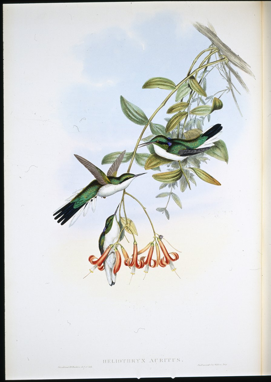 Cayenne Fairy (Heliothryx Auritus) (käsinvärinen lito) tekijältä John (after) Gould