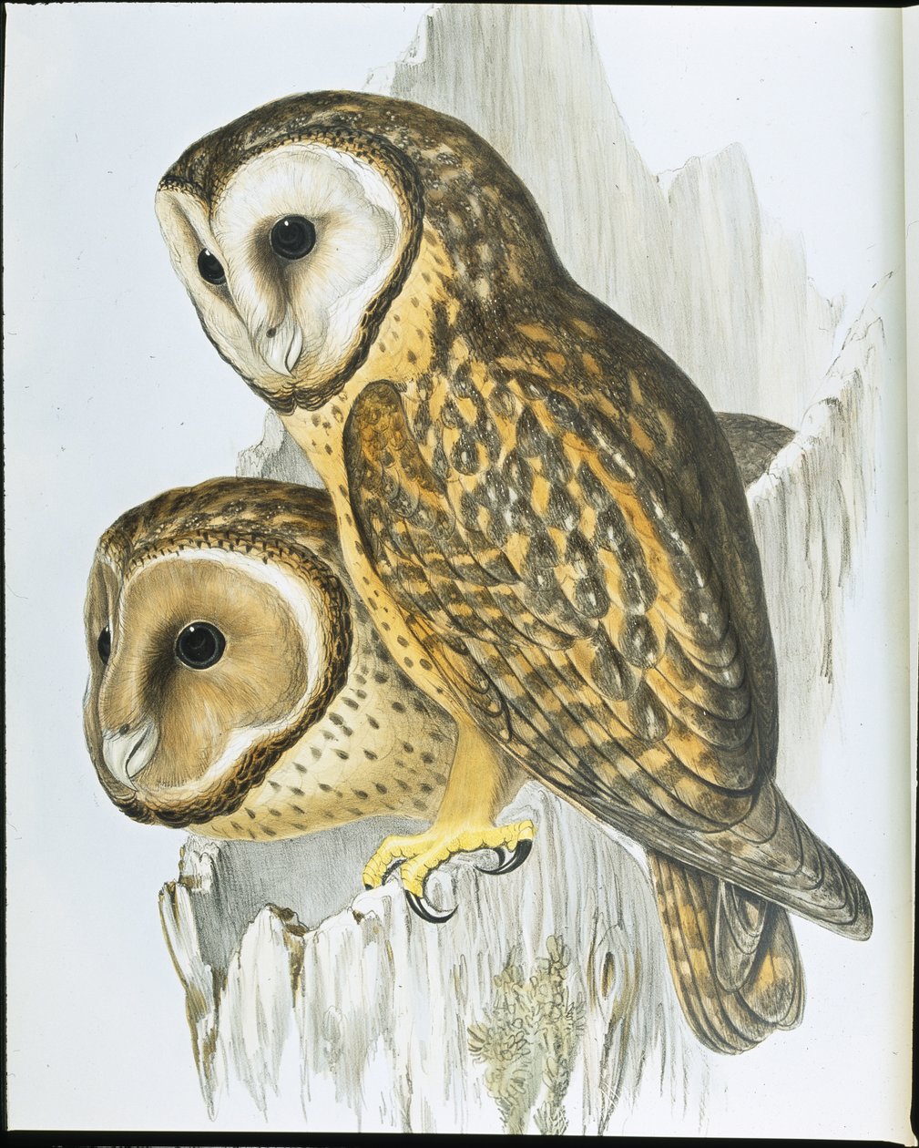 Kastanjapöllö (Strix Castanops) (käsinvärinen lito) tekijältä John (after) Gould