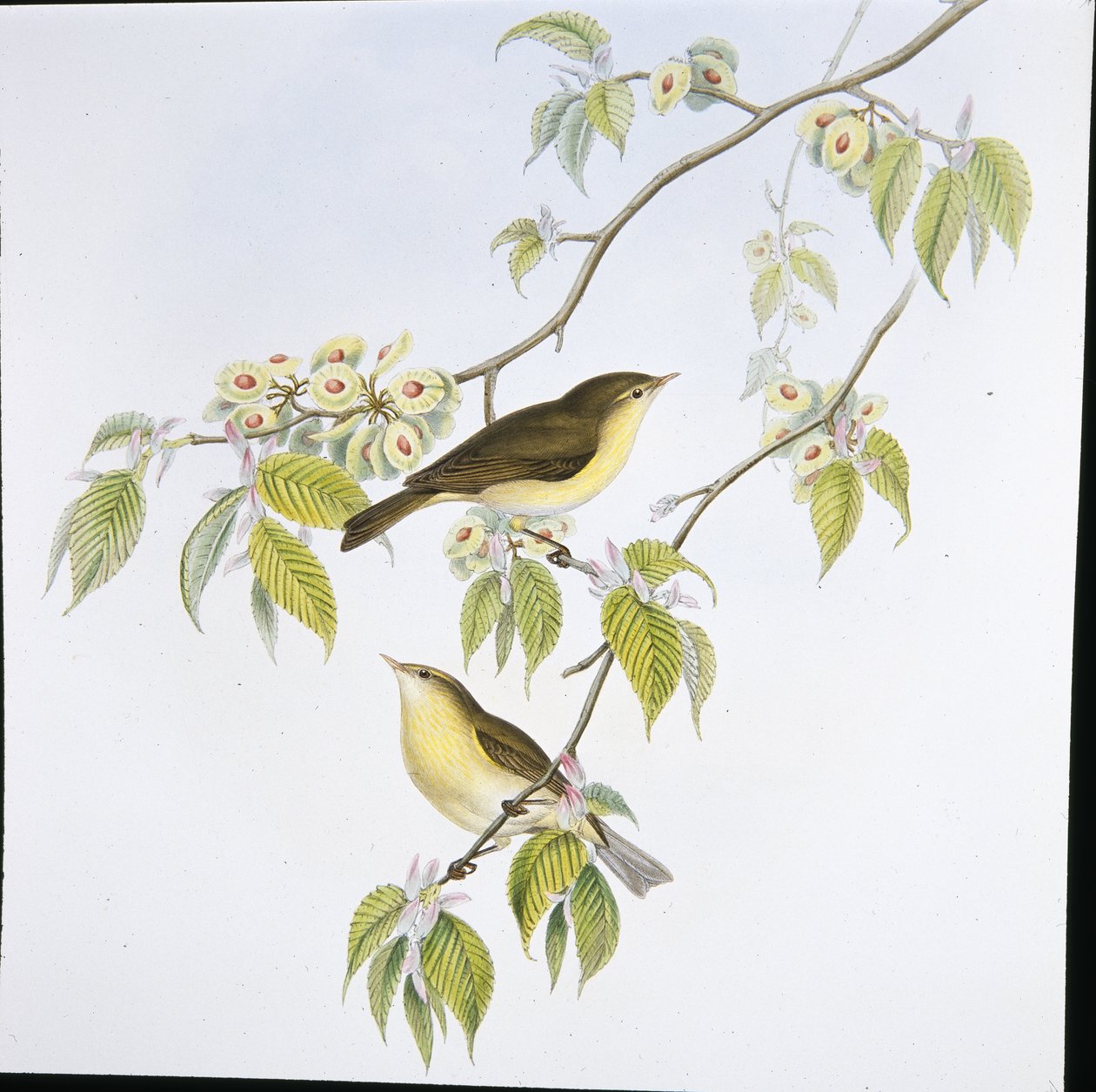 Chiff-Chaff (Phyllopneuste Rufa) (käsinvärinen lito) tekijältä John (after) Gould