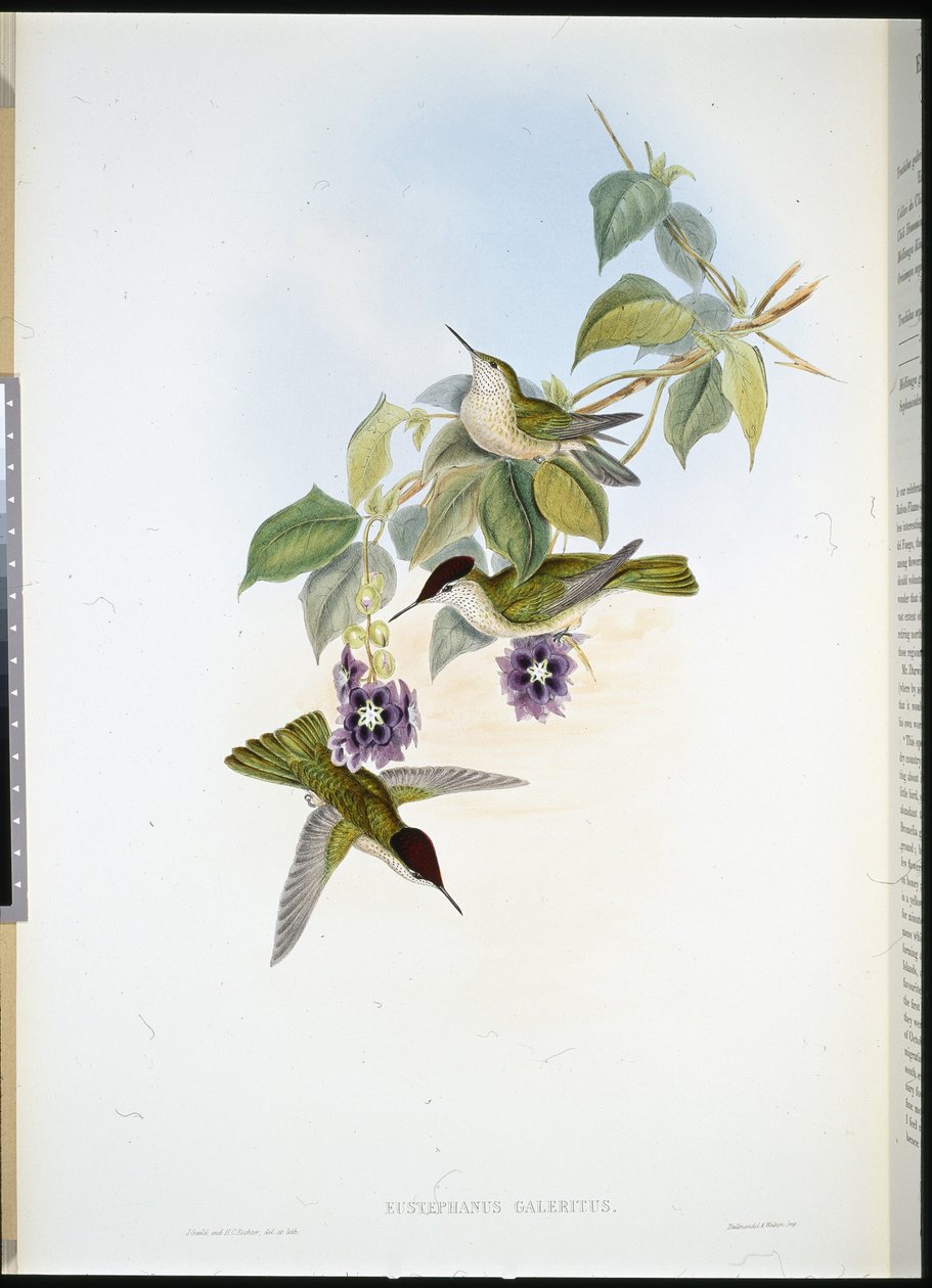 Chilen tulikruunu (Eustephanus Galeritus) (käsinvärinen lito) tekijältä John (after) Gould