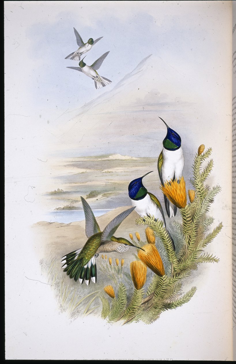 Chimobrazian Hill-Star (Oreotrochilus Chimborazo) (käsinvärinen lito) tekijältä John (after) Gould