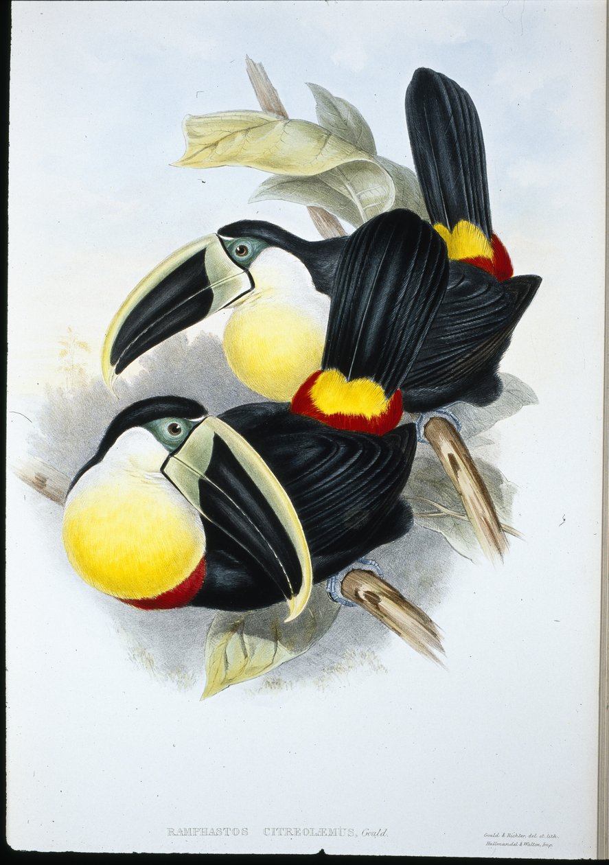 Sitruunarivinen tukaani (Ramphastos Citreolaemus) (käsinvärinen lito) tekijältä John (after) Gould