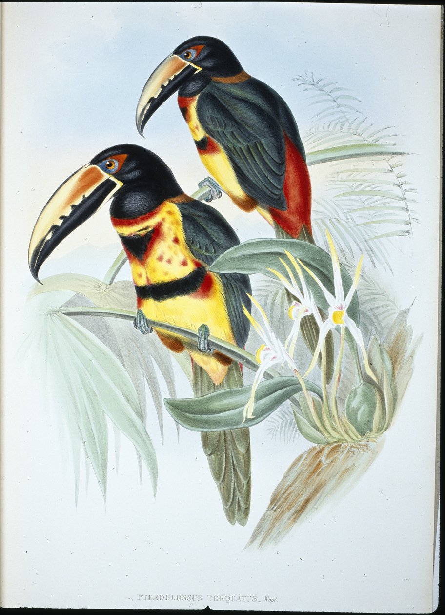 Kaulus AracariI (Pteroglossus Torquatus) (käsinvärinen lito) tekijältä John (after) Gould