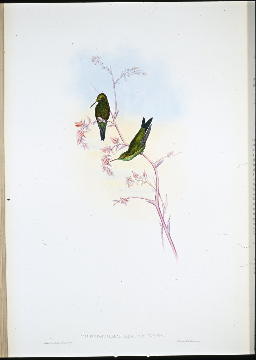 Kolumbialainen smaragdi (Chlorostilbon Angustipennis) (käsinvärinen lito) tekijältä John (after) Gould