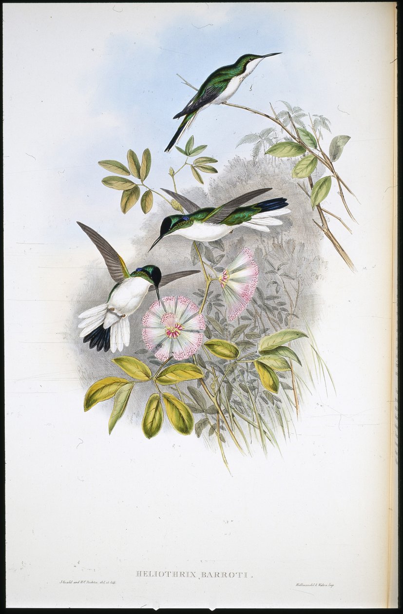 Columbian Fairy (Heliothrix Barroti) (käsinvärinen lito) tekijältä John (after) Gould