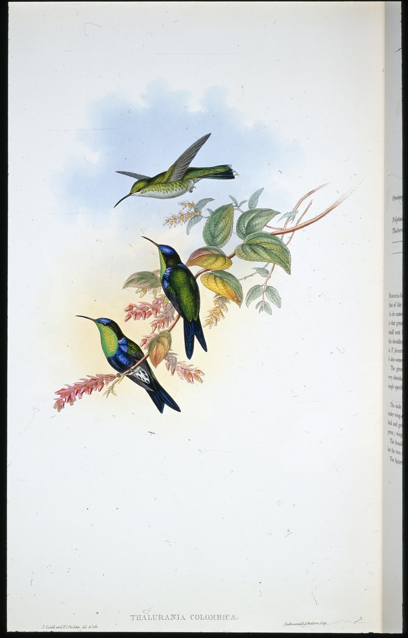 Kolumbialainen panopliitti / Coulmbian Wood-nymfi (Thalurania Colombica) (käsinvärinen lito) tekijältä John (after) Gould