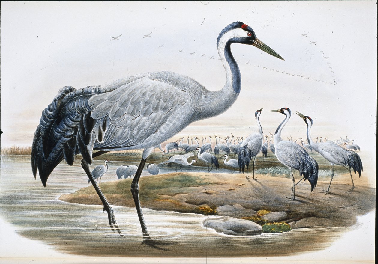 Tavallinen kurkku (Grus Cinerea0 (käsinvärinen lito) tekijältä John (after) Gould