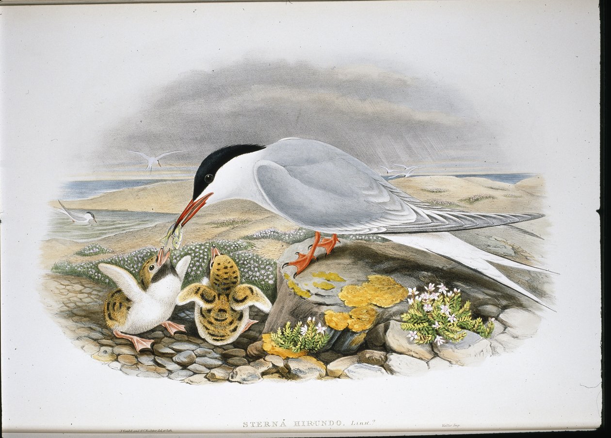 Tiira (Stera Hirundo) (käsinvärinen lito) tekijältä John (after) Gould