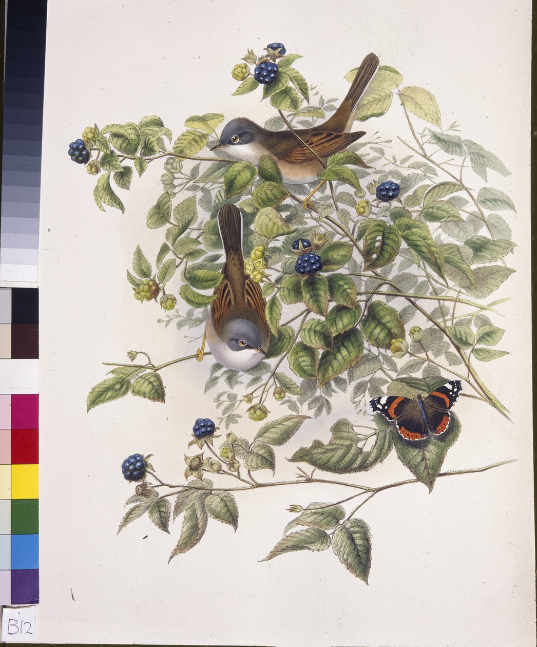 Valkokurkku (Sylvia communis) (käsinvärinen lito) tekijältä John (after) Gould