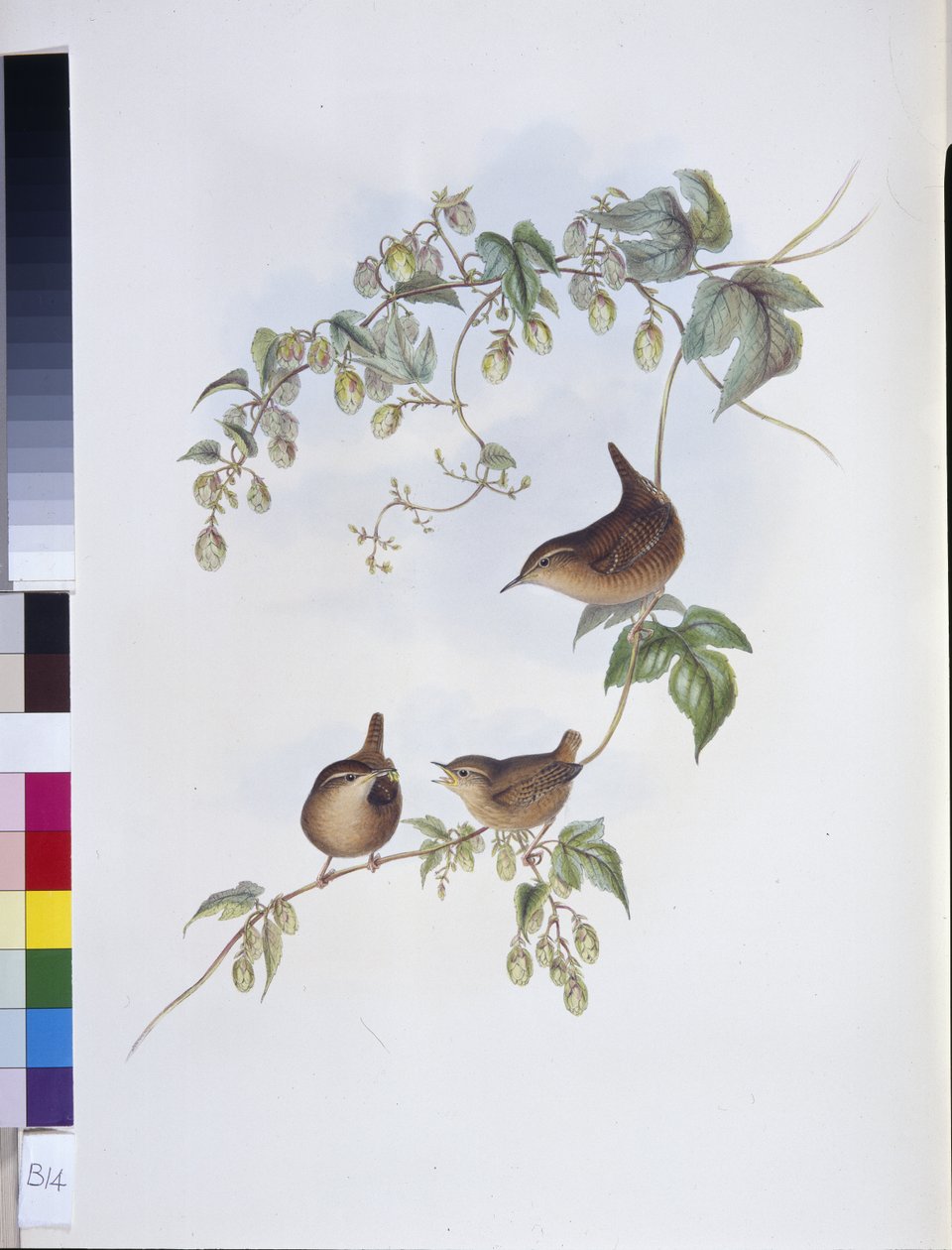 Wren (Troglodytes Europeus) (käsinvärinen lito) tekijältä John (after) Gould