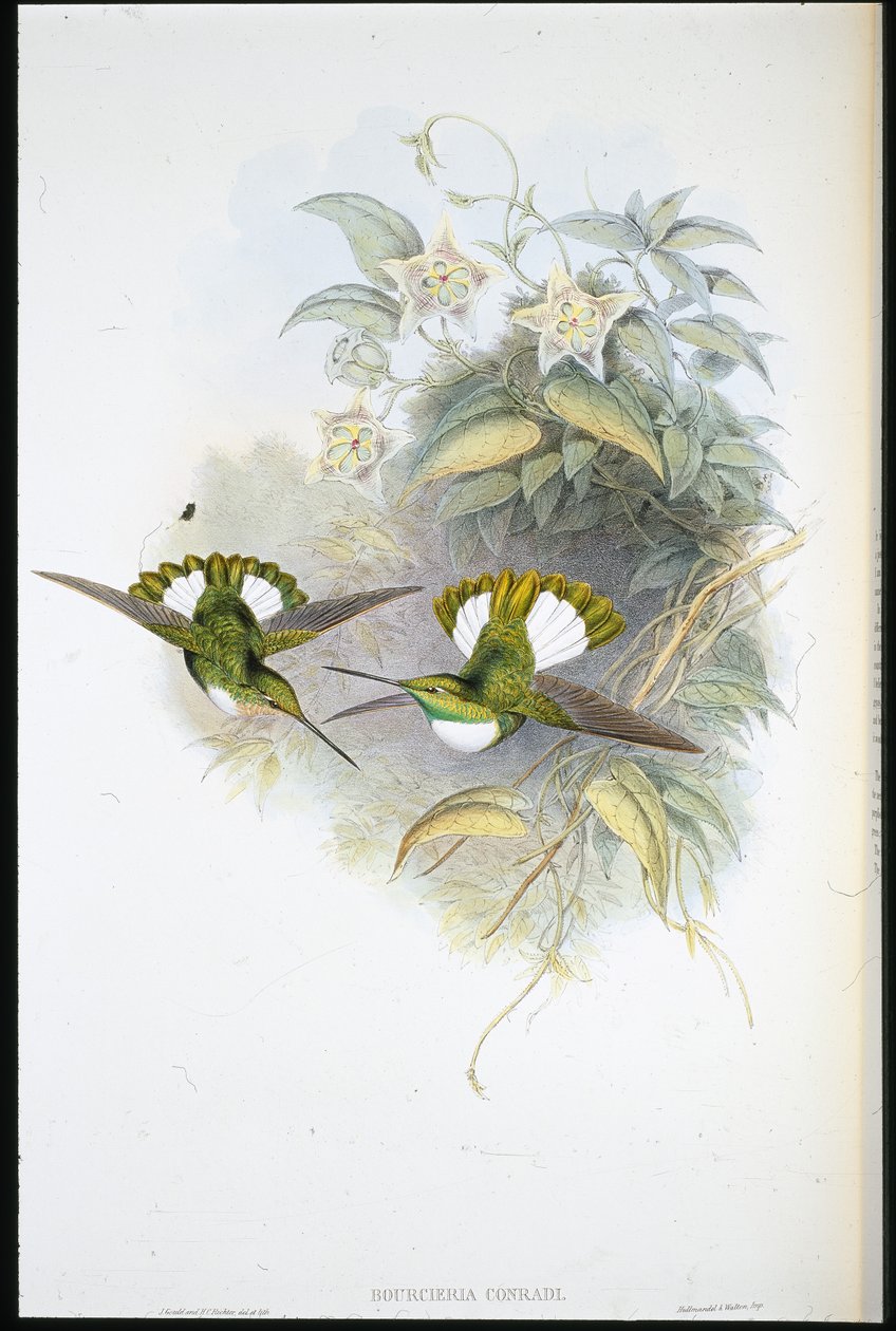 Conradin inka (Bourcieria Conradi) (käsin värjätty litografia) tekijältä John (after) Gould