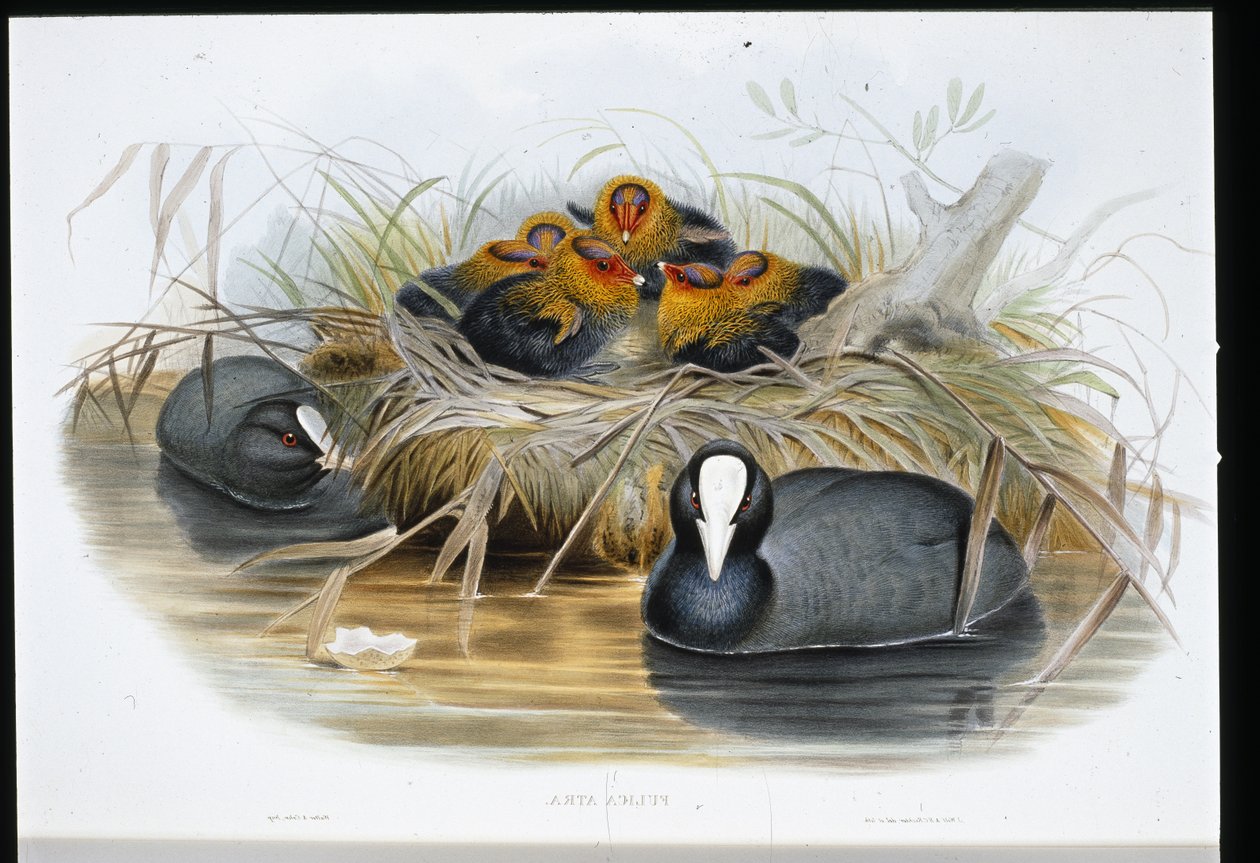 Kottarainen (Fulica Atra) (käsin värjätty litografia) tekijältä John (after) Gould