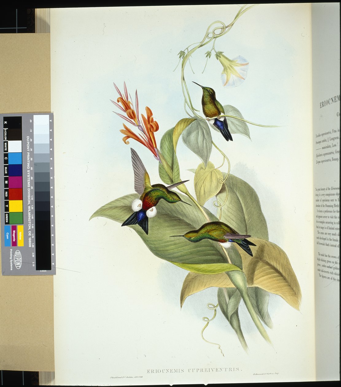 Kuparivatsainen pöyhkyjalka (eriocnemis cupreiventris) (käsinvärinen lito) tekijältä John (after) Gould