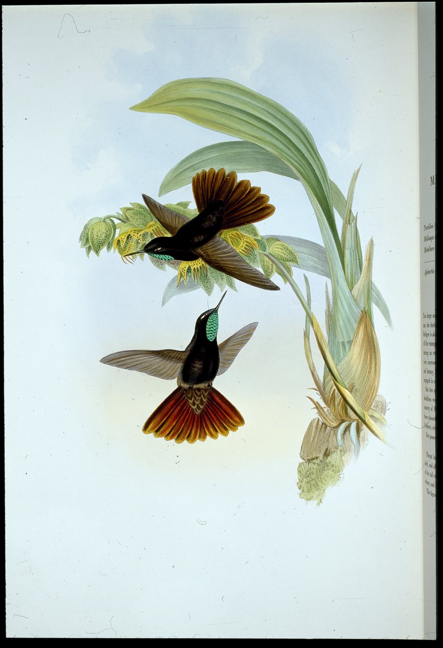 Kuparipyrstö (Metallura Cupreicauda) (käsinvärinen lito) tekijältä John (after) Gould