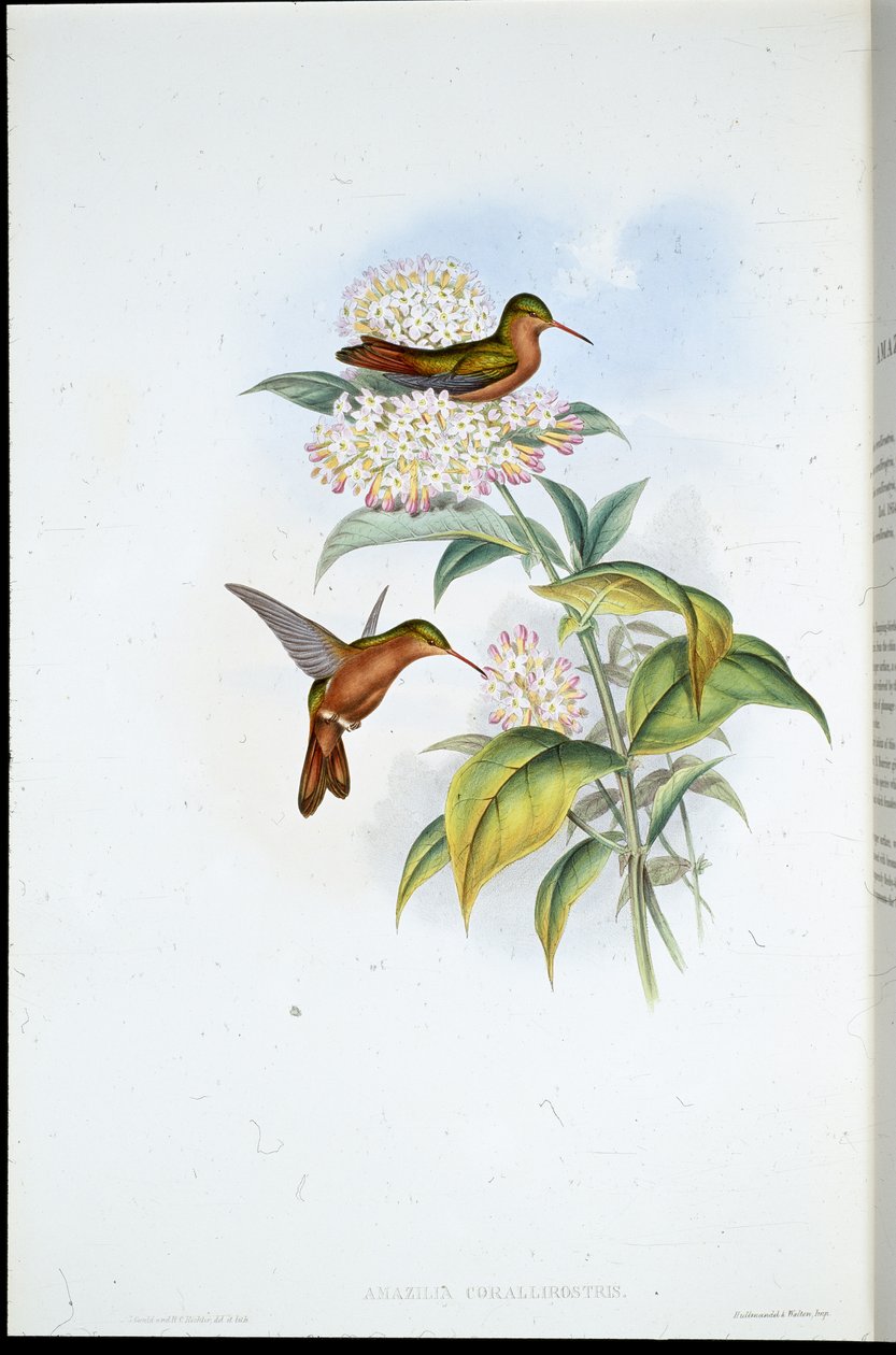 Korallinukkainen Amazili (Amazilia Corallirostris) (käsinvärinen lito) tekijältä John (after) Gould
