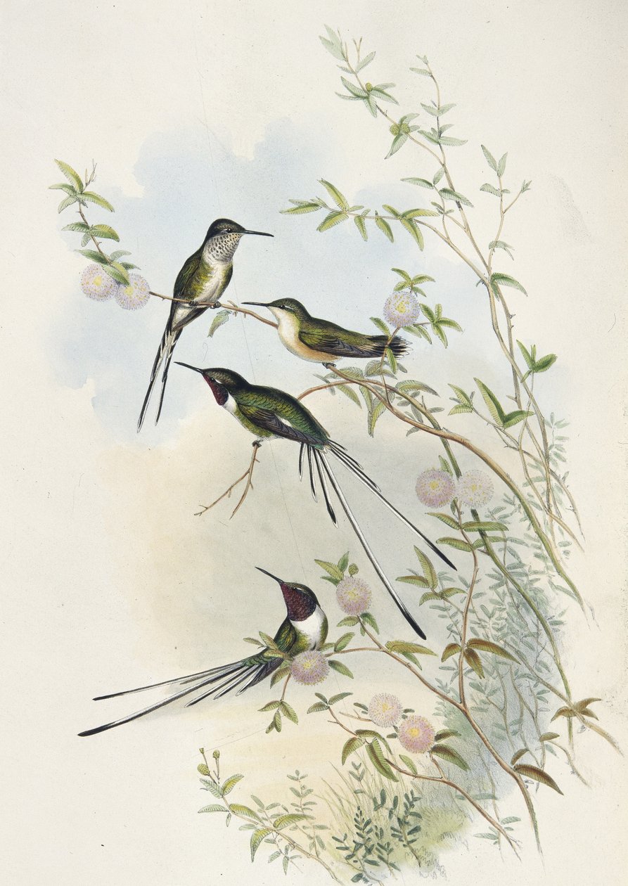 Cora