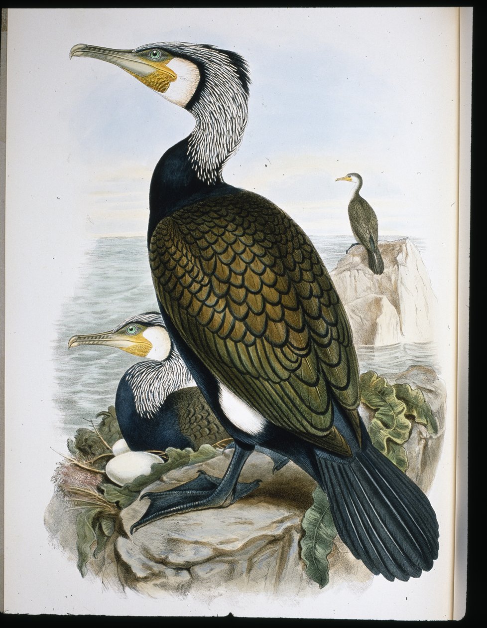 Merimetso (Phalacrocorax Carbo) (käsinvärinen lito) tekijältä John (after) Gould