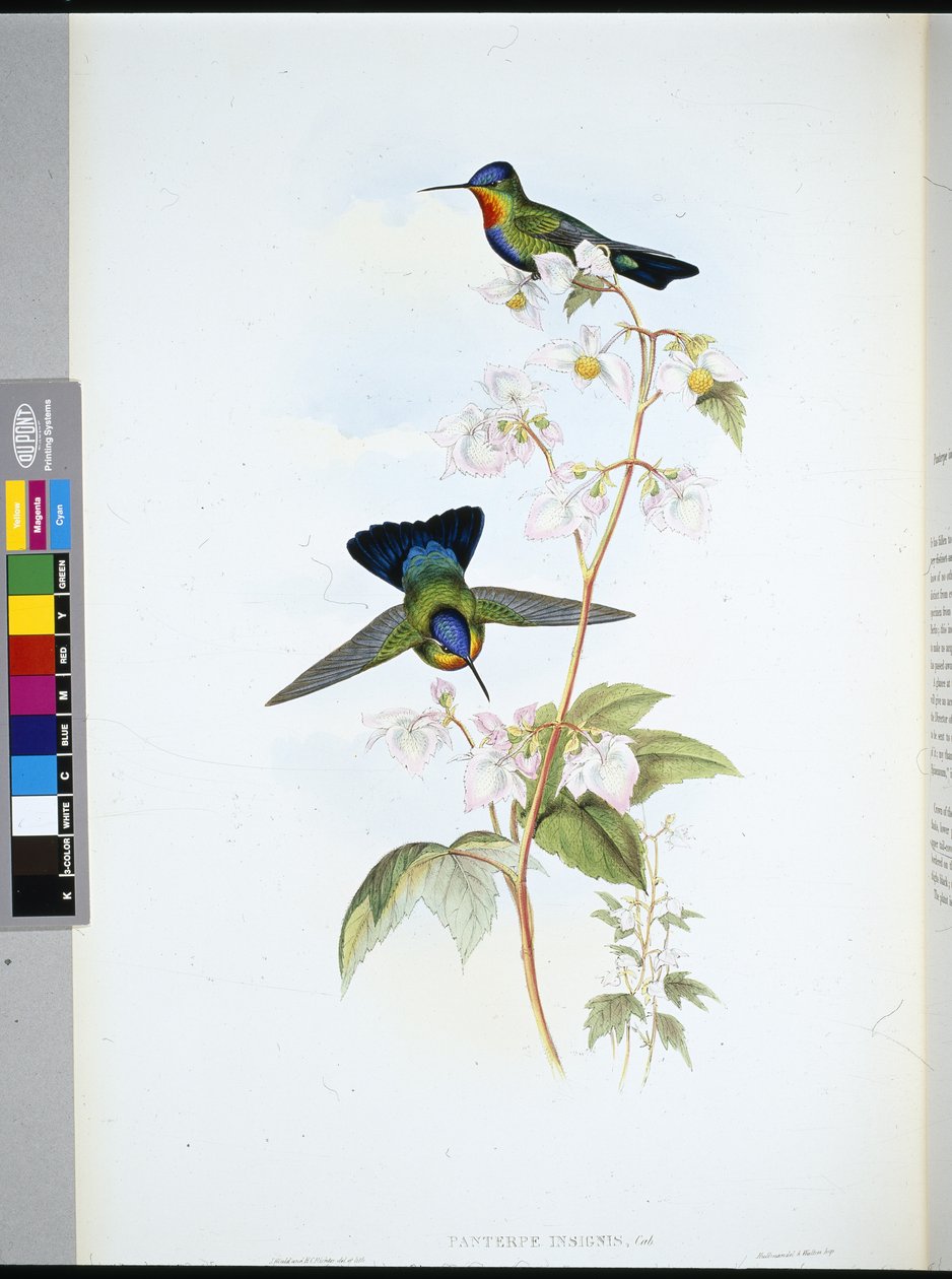 Costa Rican kolibri (Panterpeinsignis) (käsinvärinen lito) tekijältä John (after) Gould