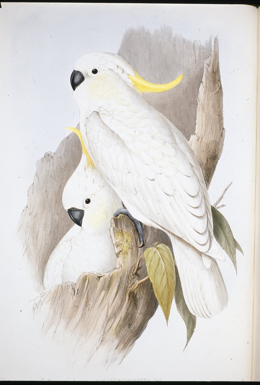 Harjakakadu (Cacatua Galerita) (käsinvärinen lito) tekijältä John (after) Gould