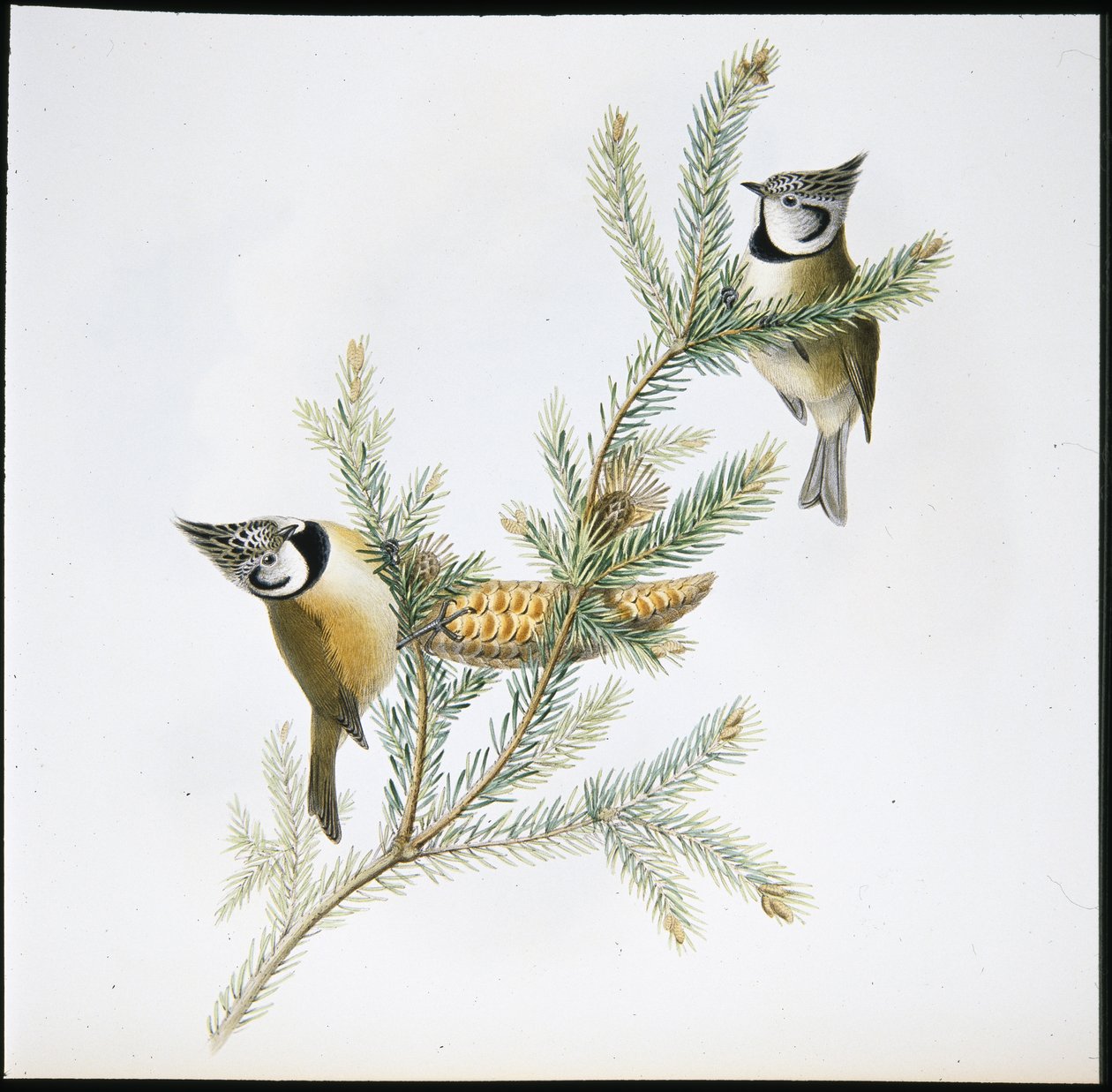 Harjatiainen (Parus Cristatus) (käsinvärinen litho) tekijältä John (after) Gould