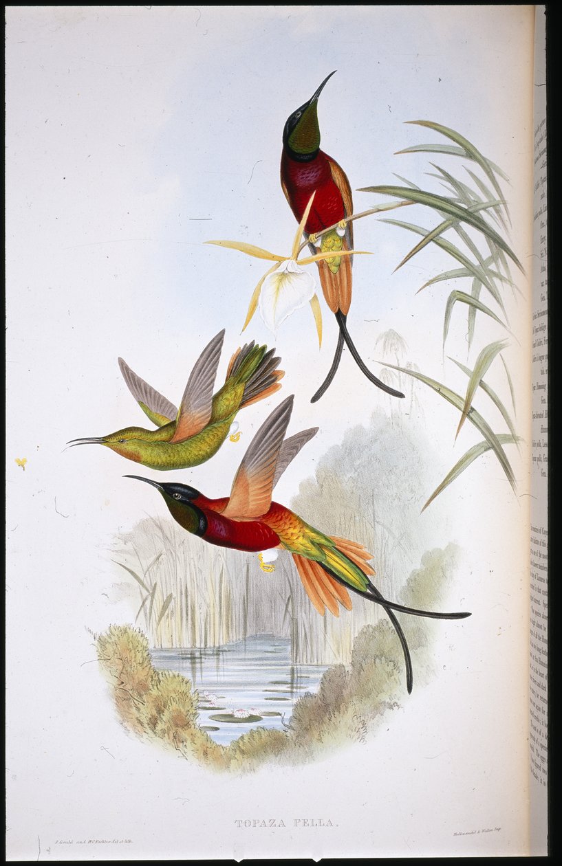 Crimson Topaz (Topaza Pella) (käsinvärinen lito) tekijältä John (after) Gould