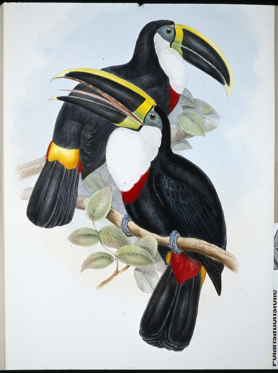 Huipentunut tukaani (Ramphastos Culminatus) (käsinvärinen lito) tekijältä John (after) Gould