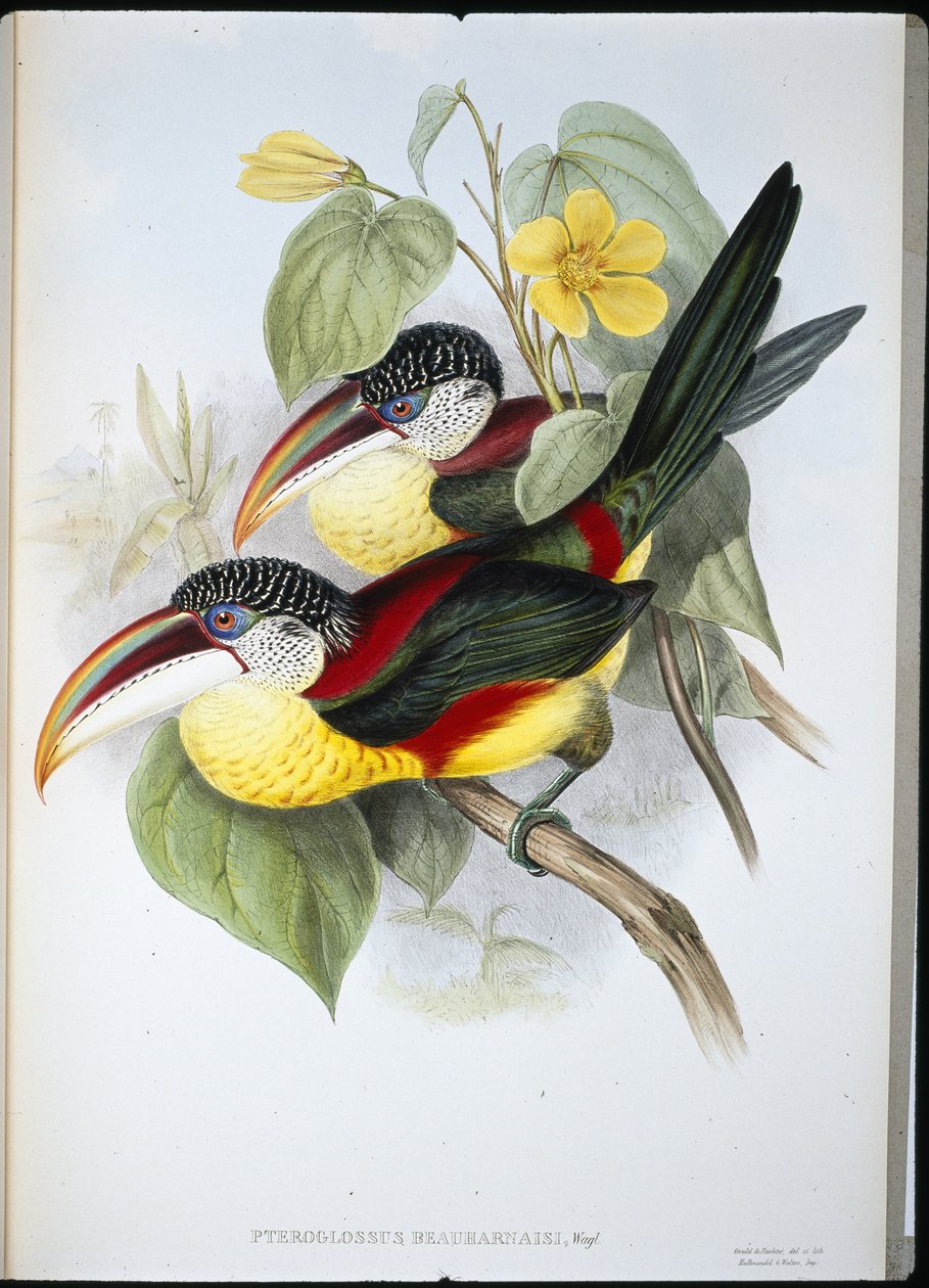 Pteroglossus Beauharnaisi (käsin värjätty litografia) (käsin värjätty litografia) tekijältä John (after) Gould