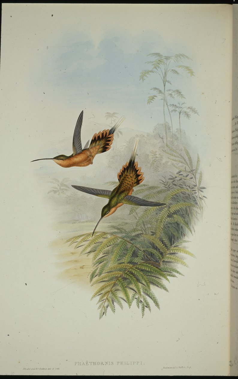 De Fillipin erakko (Phaethornis Philippi) (käsinvärinen lito) tekijältä John (after) Gould