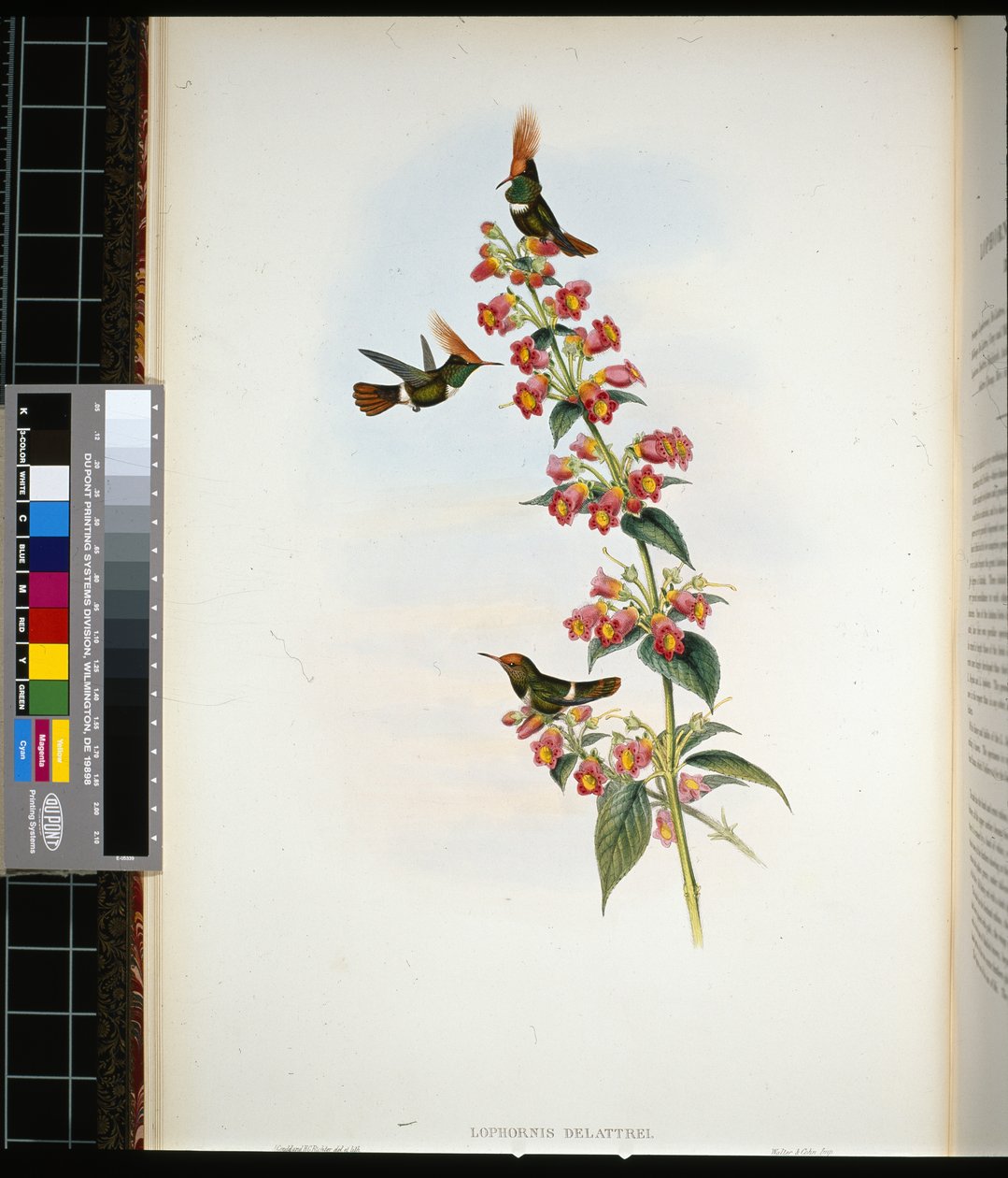De Lattren Coquette (lophornis Delattrei) (käsinvärinen lito) tekijältä John (after) Gould