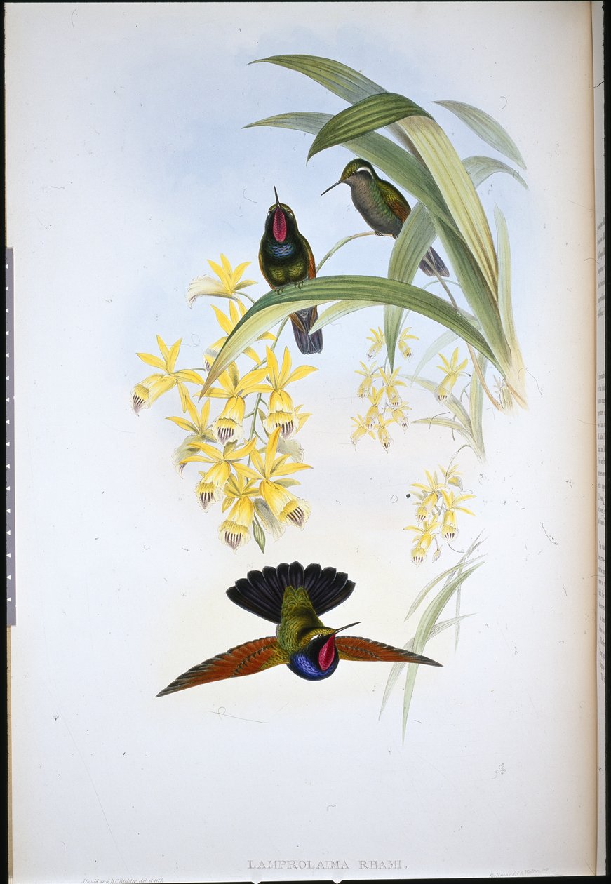Tohtori Rahmass Grant (Lamberlama uterine) (Handselard Leith) tekijältä John (after) Gould