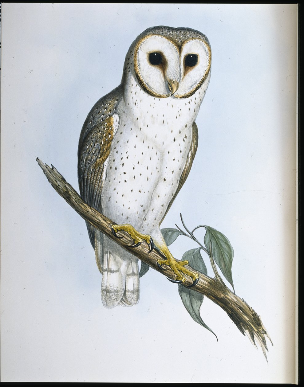 Herkkä pöllö (Strix Delicatulis) (käsinvärinen lito) tekijältä John (after) Gould