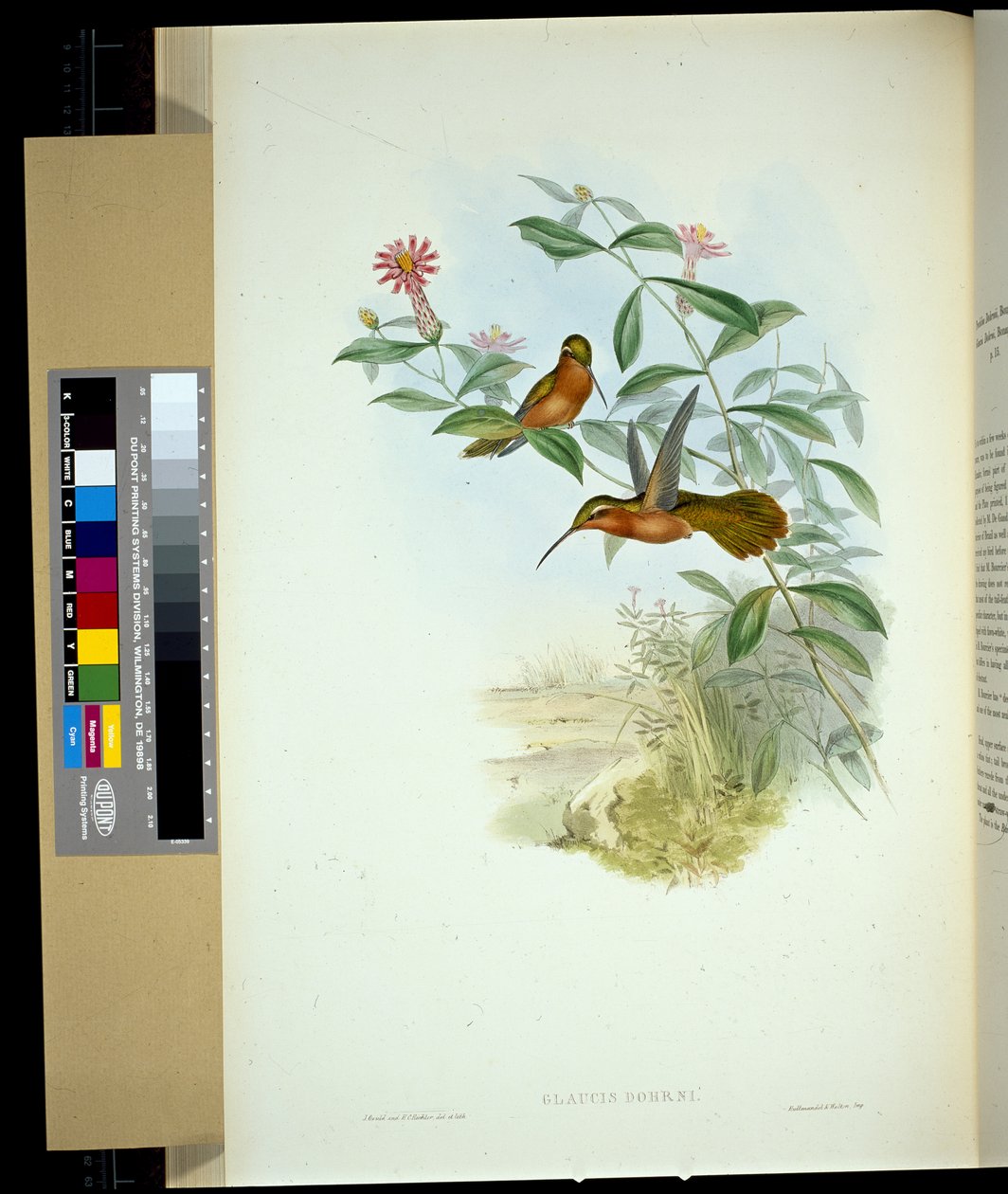 Dohrnin erakko (glaucus Dohrni) (käsinvärinen lito) tekijältä John (after) Gould
