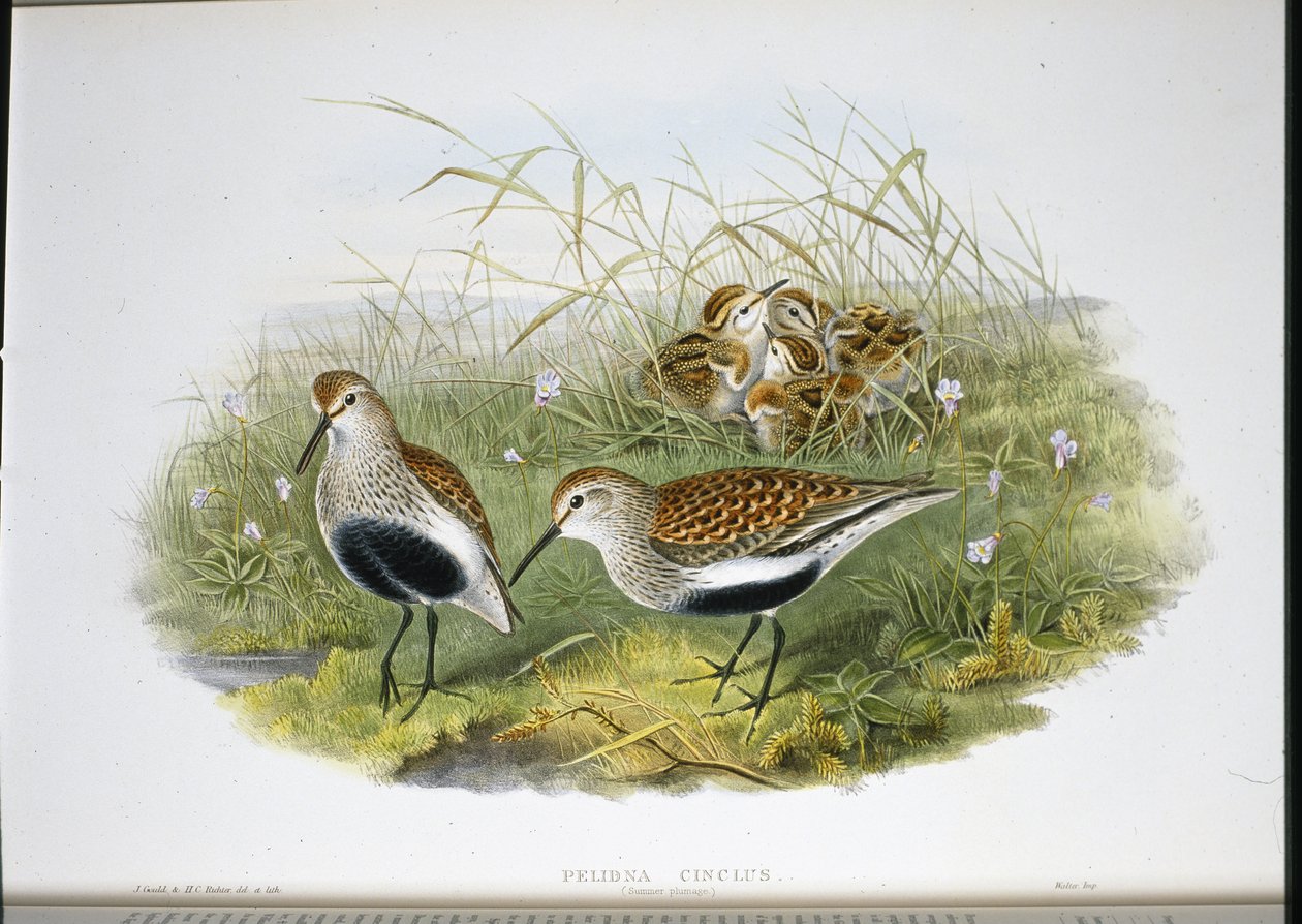 Dunlin (Pelidna Cinclus) (käsinvärinen lito) tekijältä John (after) Gould