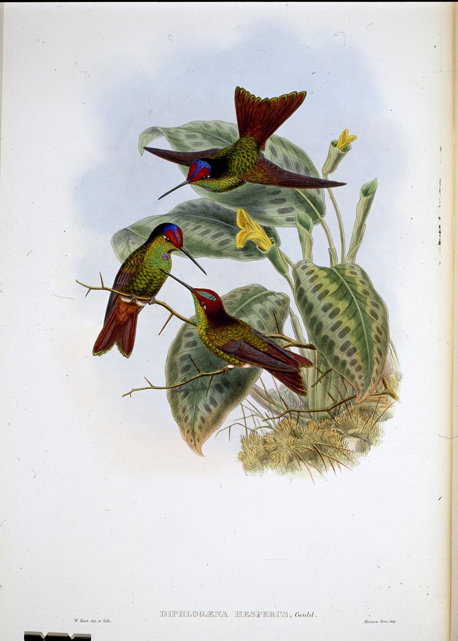 Ecuadorin sateenkaari (Diphagane Hesperus) (käsinvärinen lito) tekijältä John (after) Gould
