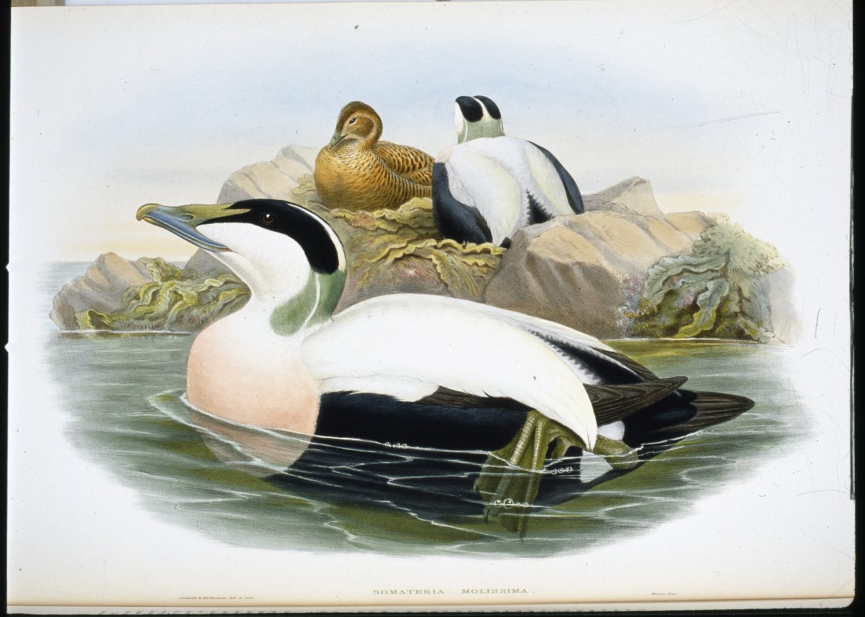 Haahka (Somateria Mollissima) (käsinvärinen lito) tekijältä John (after) Gould