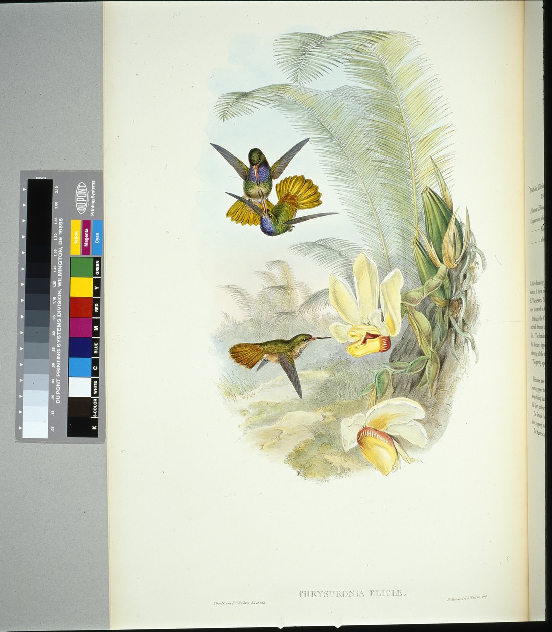 Elician kultainen häntä (chrysuronia eliciae) (käsinvärinen lito) tekijältä John (after) Gould