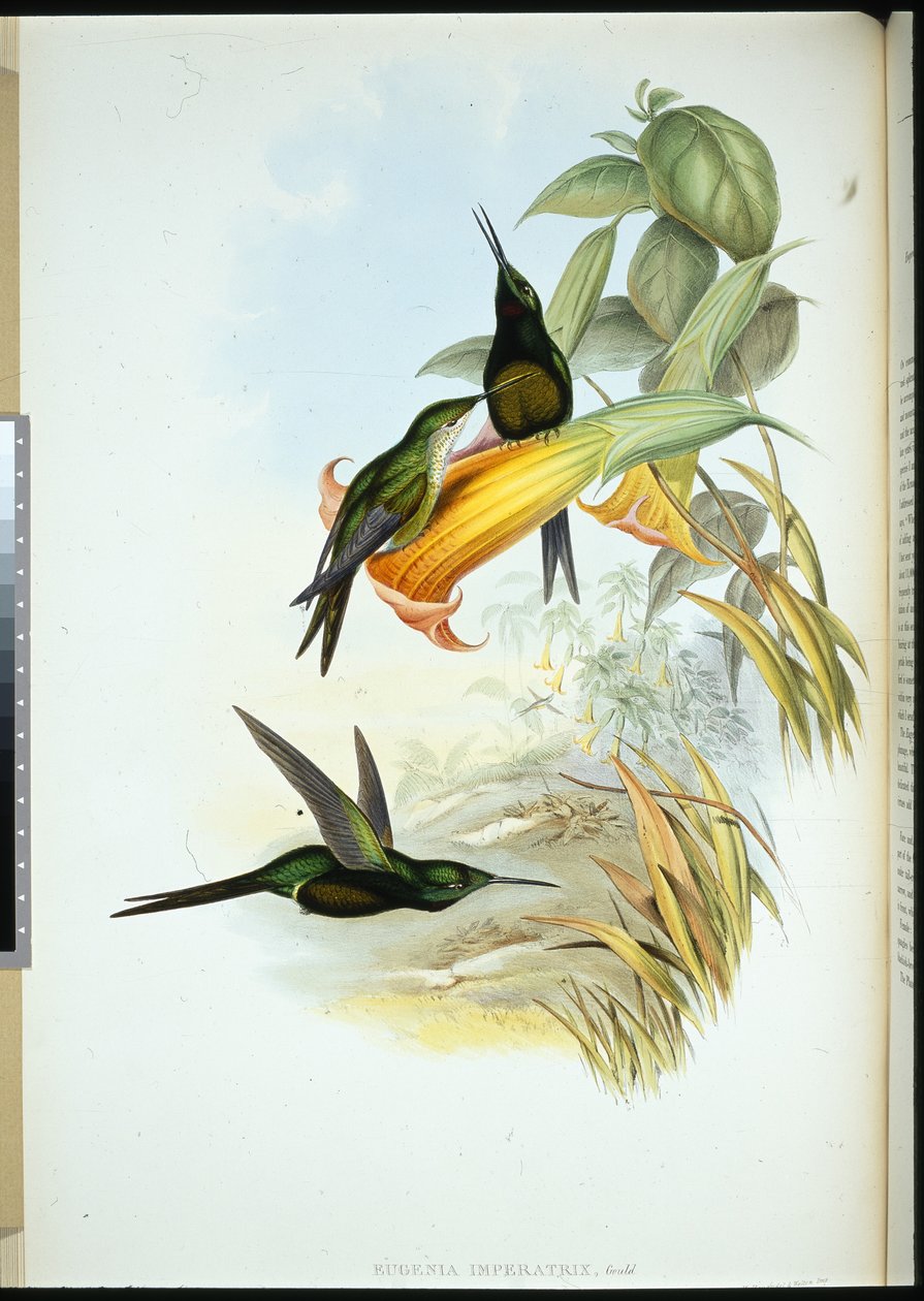 Keisarinna Humming-bird (Eugenia Imperatrix) (käsinvärinen lito) tekijältä John (after) Gould