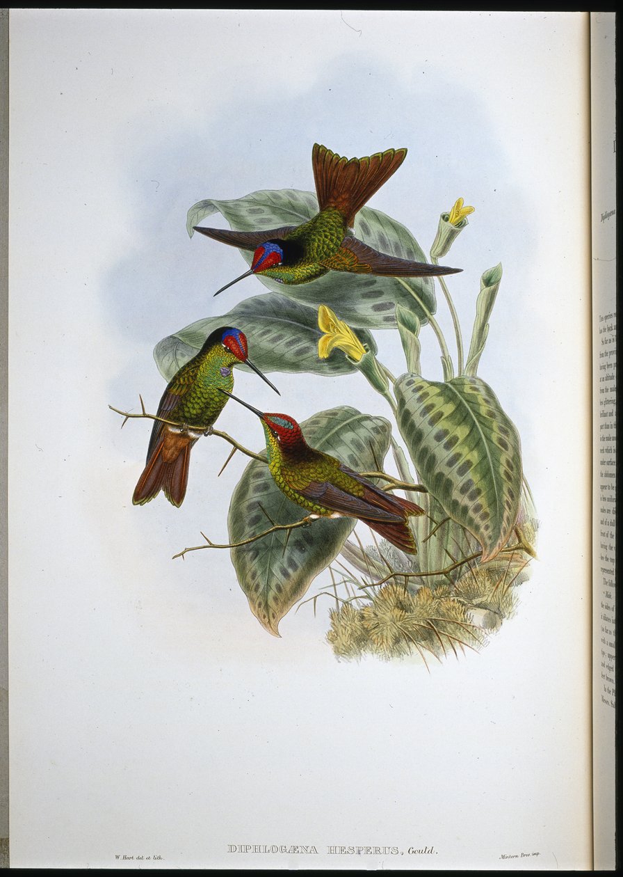 Equadoren sateenkaari (Diphlogaena Hesperus) (käsinvärinen lito) tekijältä John (after) Gould