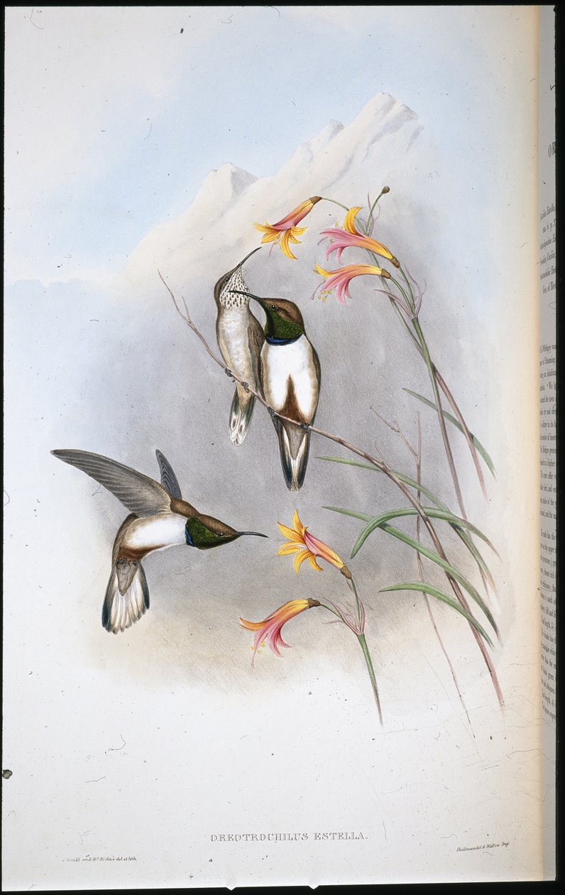 Estellan kukkulan tähtikolibri (Oreotrochilus Estella) (käsinvärinen lito) tekijältä John (after) Gould
