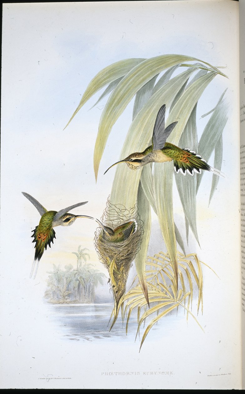 Eurynome Erakko (Phaethornis Eurynome) (käsinvärinen lito) tekijältä John (after) Gould