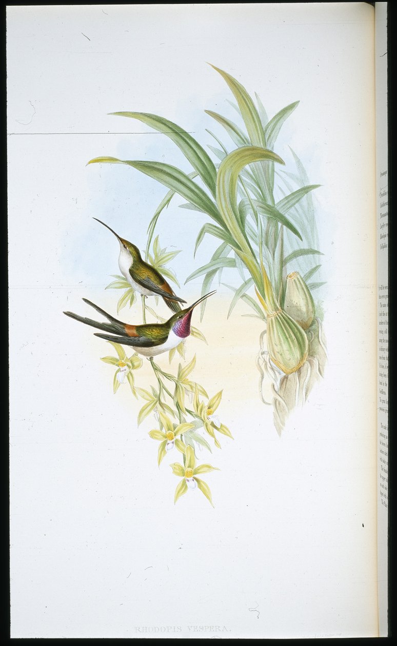 Iltakolibri (Rhodopis Vespera) (käsinvärinen lito) tekijältä John (after) Gould